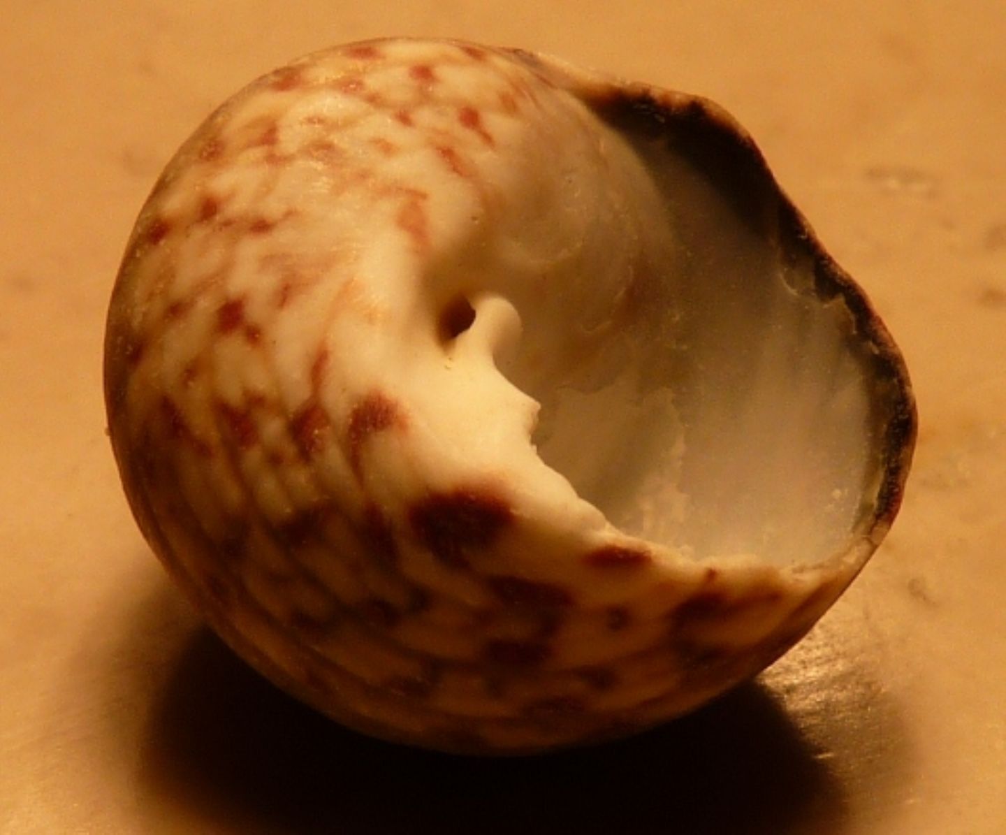 Trochidae Osilinus articulatus ?